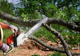 Professional Tree Services in Urbana, IL